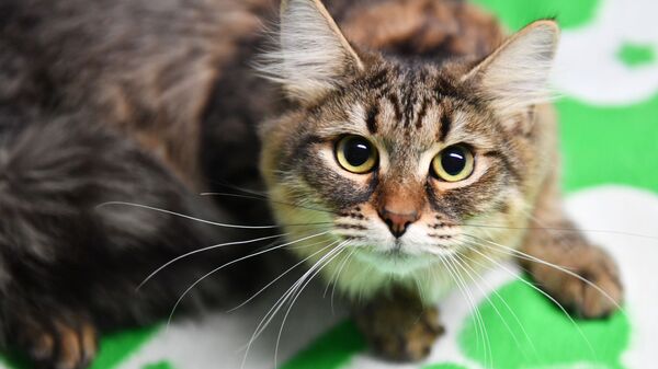 Кошка породы сибирская на выставке-продаже котят Любимчик в галерее Мир кошек в Москве Кошка породы сибирская на выставке-продаже котят Любимчик в галерее Мир кошек в Москве